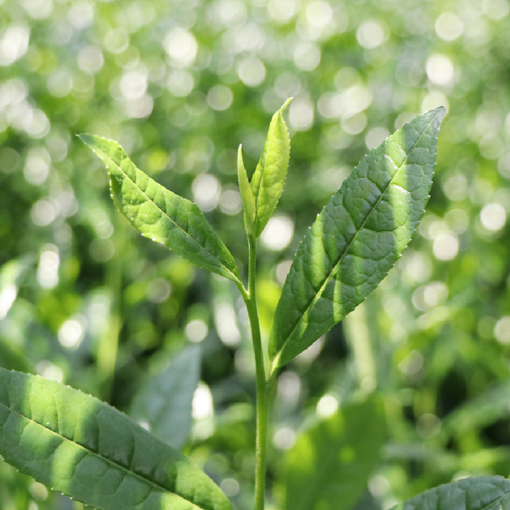 煎茶 茶葉 / 100g (ティーバッグ20包) / 100g (茶葉) / 250g (茶葉) /